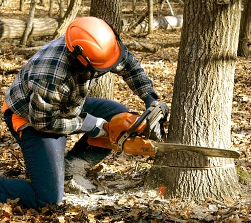 Tree Removal in Chilhowie, VA